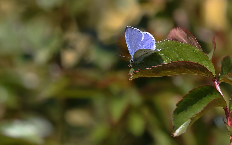 Tosteblvinge - Celastrina argiolus