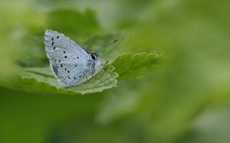 Tosteblvinge - Celastrina argiolus