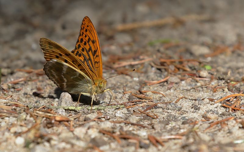 Silverstreckad prlemorfjril - Argynnis paphia