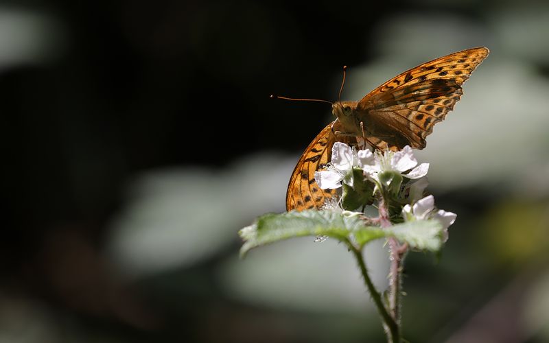 Silverstreckad prlemorfjril - Argynnis paphia