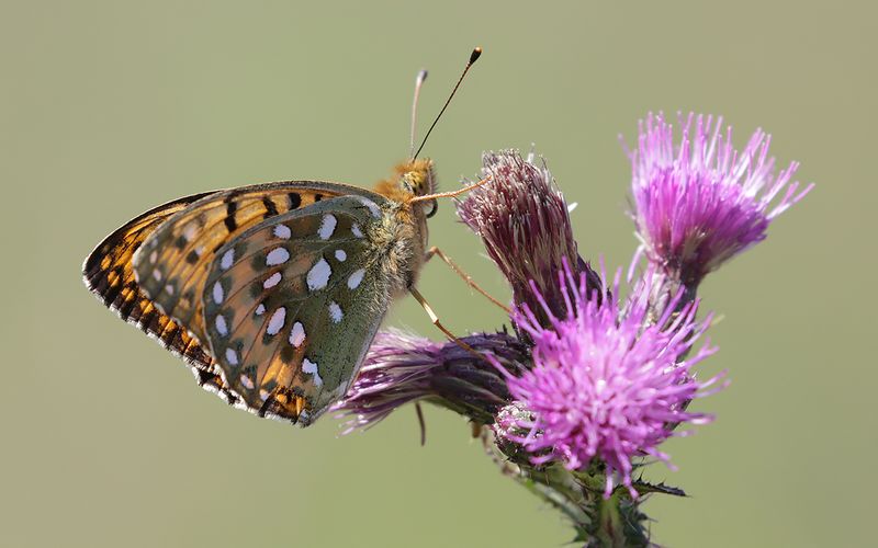 ngsprlemorfjril - Argynnis aglaja