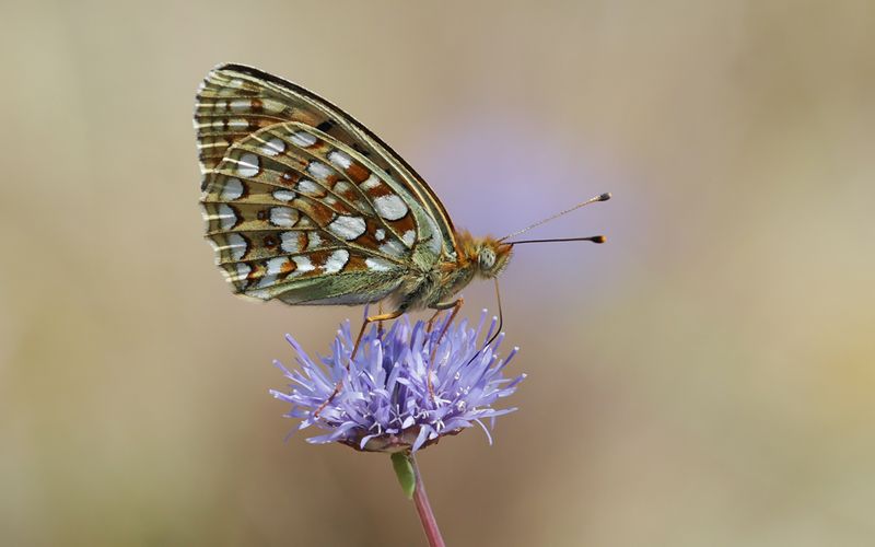 Hedprlemorfjril - Argynnis niobe