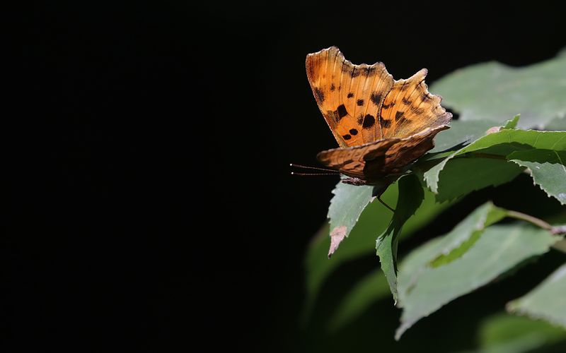 Vinbrsfuks - Polygonia c-album