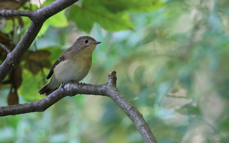 Mindre flugsnappare - Red-breasted Flycatcher (Ficedula parva)