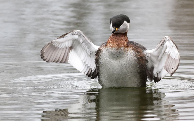 Grhakedopping - Red-necked grebe (Podiceps grisegena)