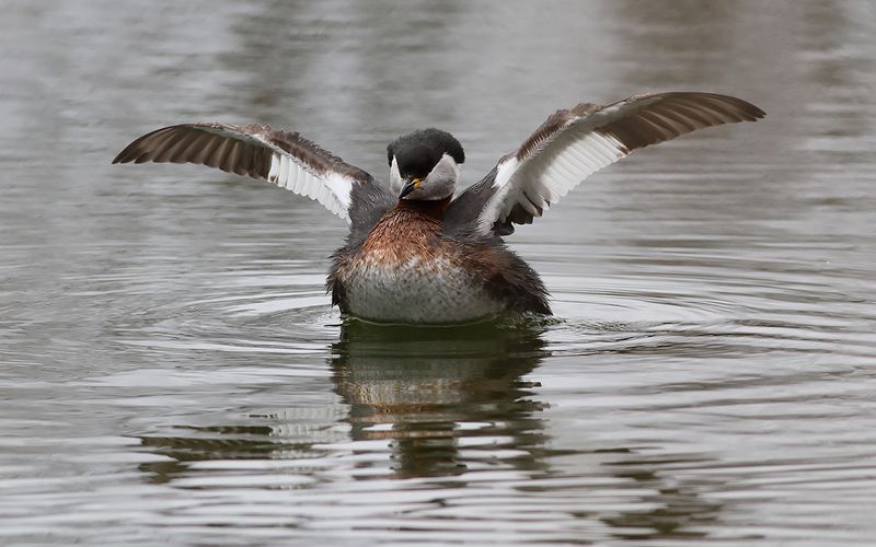 Grhakedopping - Red-necked grebe (Podiceps grisegena)