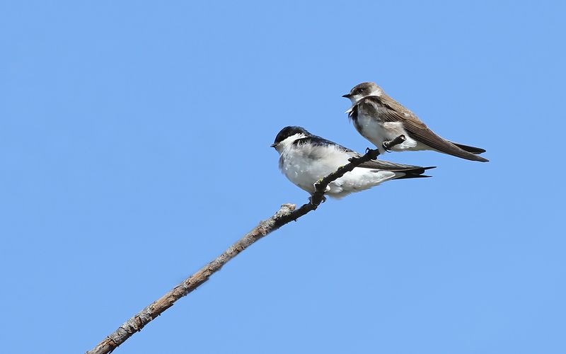 Backsvala - Sand Martin (Riparia riparia)