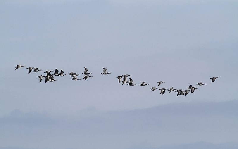 Vitkindad gs - Barnacle goose  (Branta leucopsis)