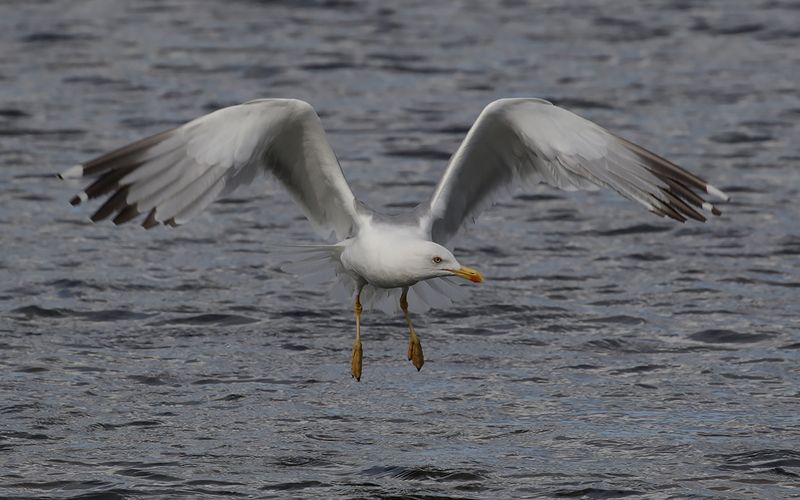 Medelhavstrut-Yellow-legged Gull (Larus michahellis)