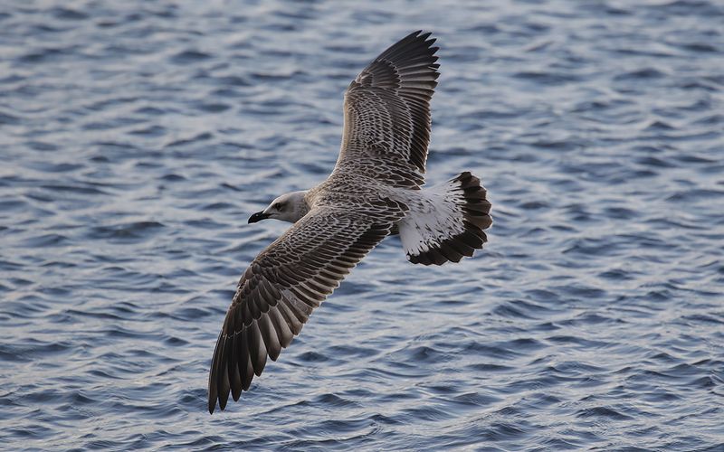 Medelhavstrut Yellow-legged Gull  (Larus michahellis)