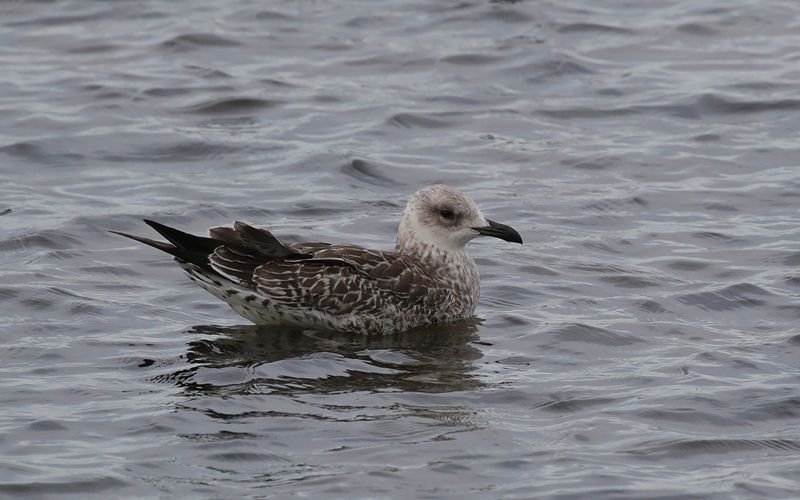 Medelhavstrut Yellow-legged Gull  (Larus michahellis)