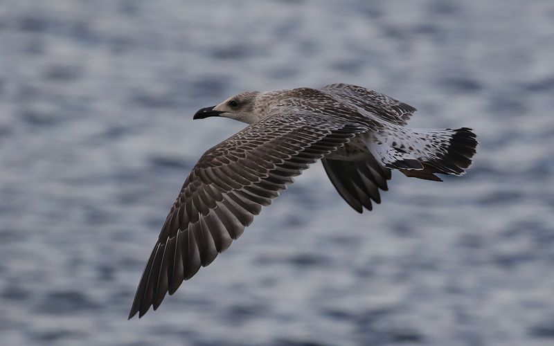 Medelhavstrut Yellow-legged Gull  (Larus michahellis)