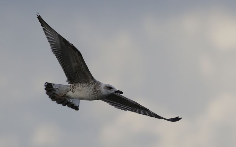 Medelhavstrut Yellow-legged Gull  (Larus michahellis)