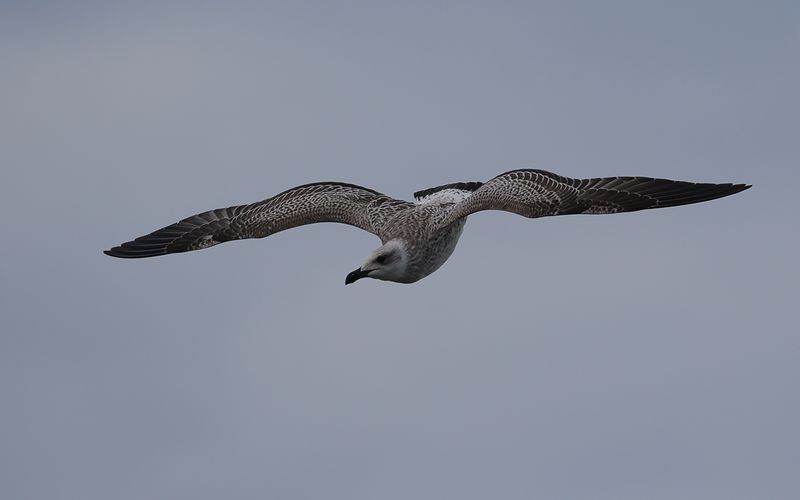 Medelhavstrut Yellow-legged Gull  (Larus michahellis)