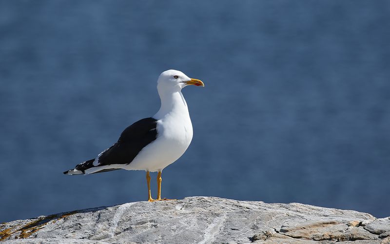 Silltrut - Lesser Black-backed Gull (Larus fuscus intermedius)