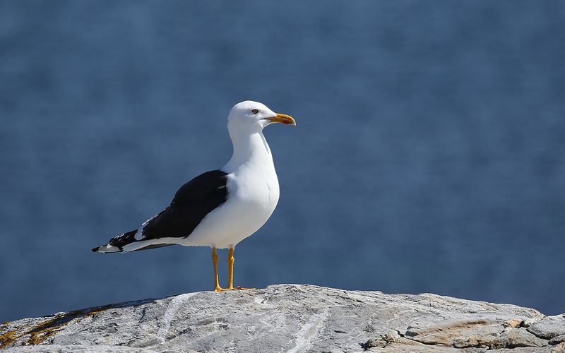 Silltrut - Lesser Black-backed Gull (Larus fuscus)