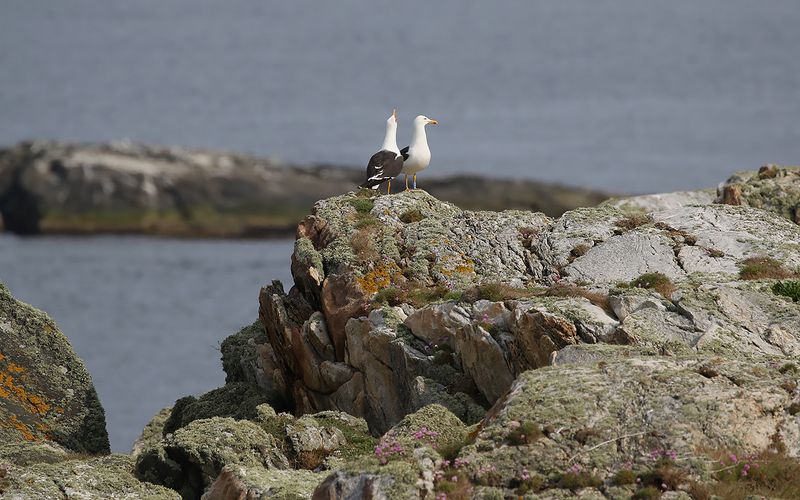 Silltrut - Lesser Black-backed Gull (Larus fuscus intermedius)