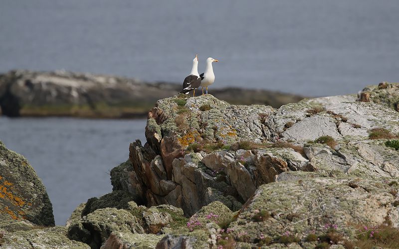 Silltrut - Lesser Black-backed Gull (Larus fuscus)