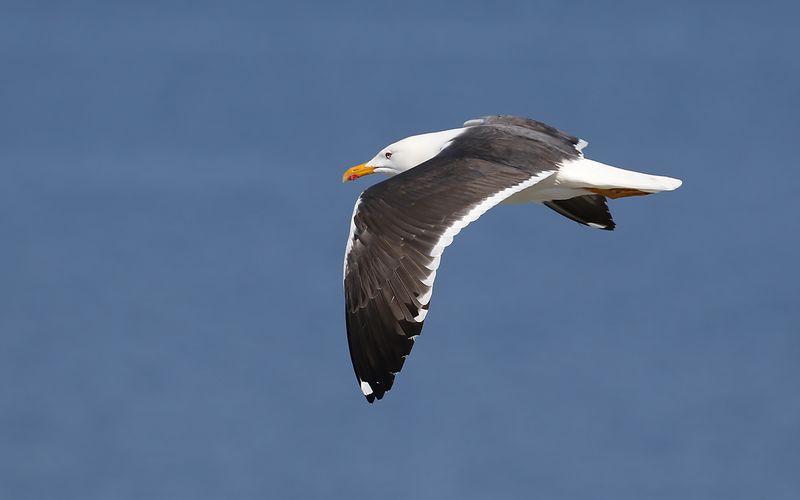 Silltrut - Lesser Black-backed Gull (Larus fuscus)