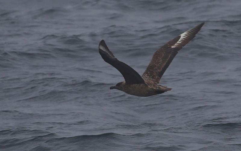Storlabb - Great Skua (Stercorarius skua)