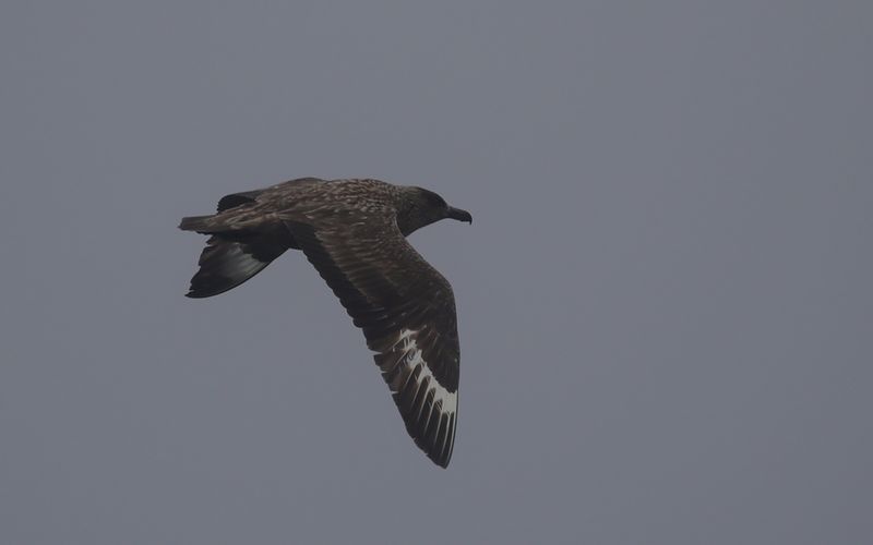 Storlabb - Great Skua (Stercorarius skua)