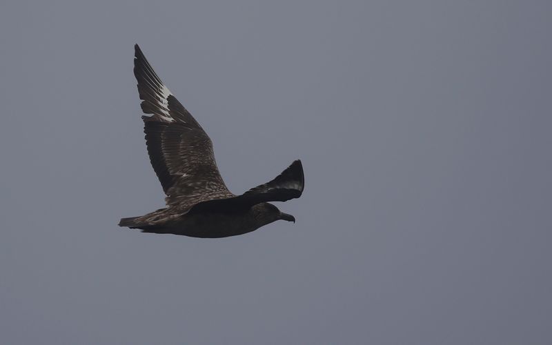 Storlabb - Great Skua (Stercorarius skua)