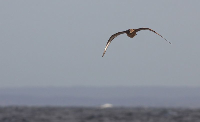 Storlabb - Great Skua (Stercorarius skua)