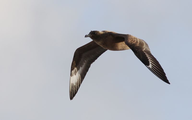 Storlabb - Great Skua (Stercorarius skua)