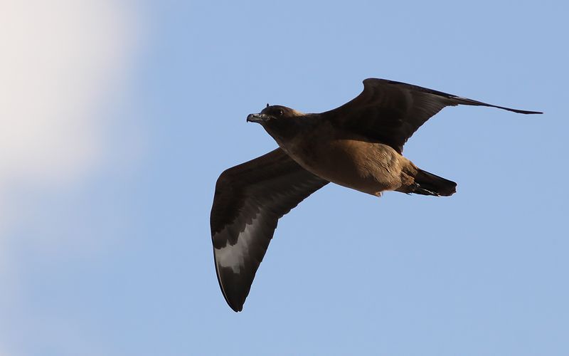 Storlabb - Great Skua (Stercorarius skua)