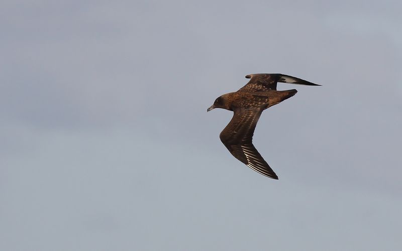 Storlabb - Great Skua (Stercorarius skua)