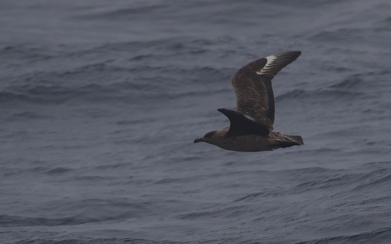 Storlabb - Great Skua (Stercorarius skua)