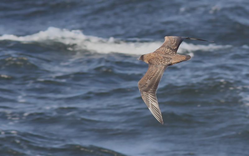 Storlabb - Great Skua (Stercorarius skua)