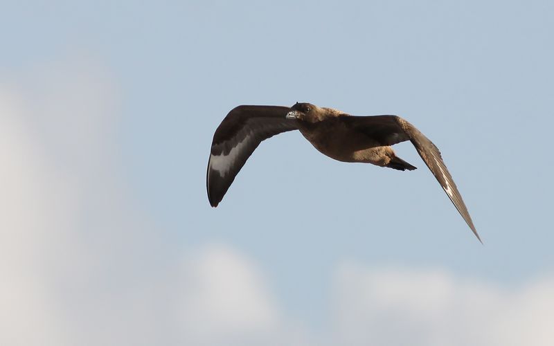 Storlabb - Great Skua (Stercorarius skua)
