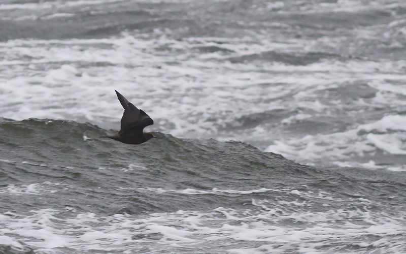 Bredstjrtad labb - Pomarine Skua (Stercorarius pomarinus)
