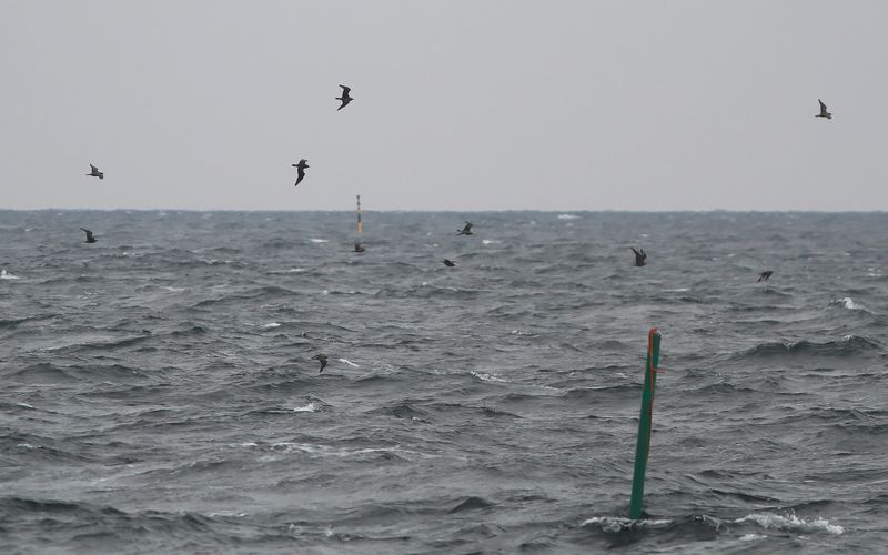 Bredstjrtad labb - Pomarine Skua (Stercorarius pomarinus)