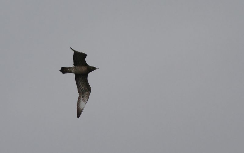 Bredstjrtad labb - Pomarine Skua (Stercorarius pomarinus)