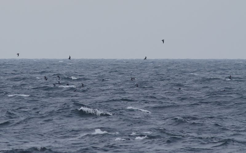 Bredstjrtad labb - Pomarine Skua (Stercorarius pomarinus)