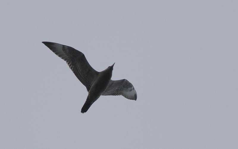 Bredstjrtad labb - Pomarine Skua (Stercorarius pomarinus)
