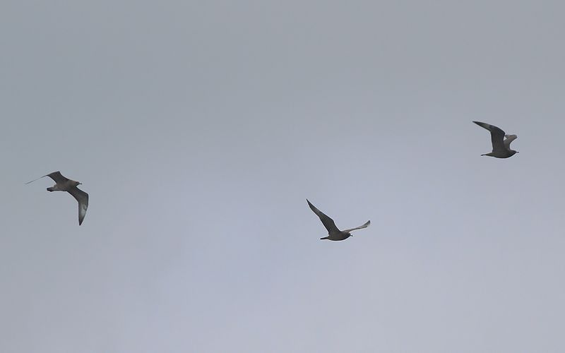 Bredstjrtad labb - Pomarine Skua (Stercorarius pomarinus)