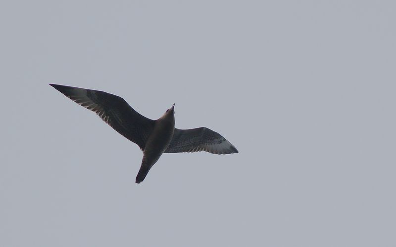 Bredstjrtad labb - Pomarine Skua (Stercorarius pomarinus)
