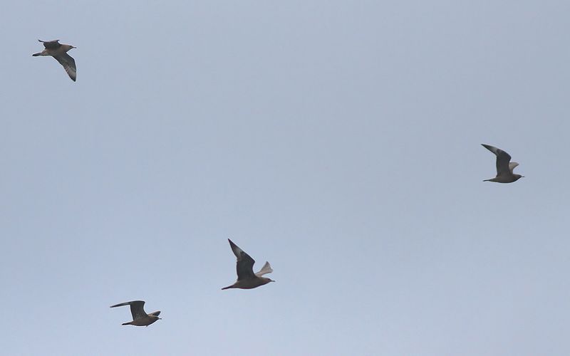 Bredstjrtad labb - Pomarine Skua (Stercorarius pomarinus)