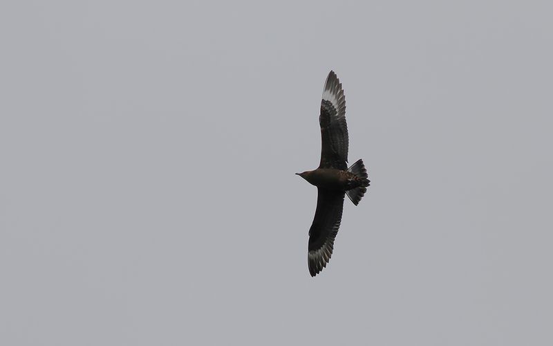 Kustlabb - Arctic Skua (Stercorarius parasiticus)