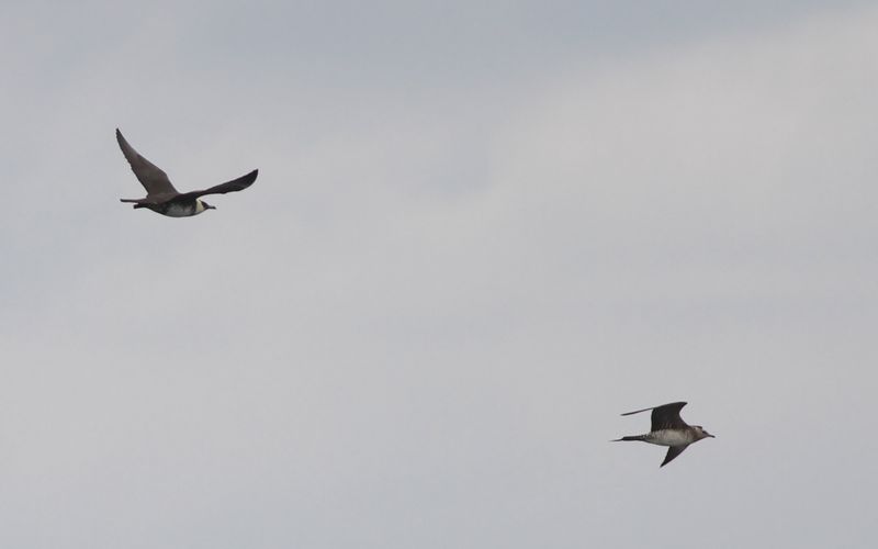 Kustlabb - Arctic Skua (Stercorarius parasiticus)