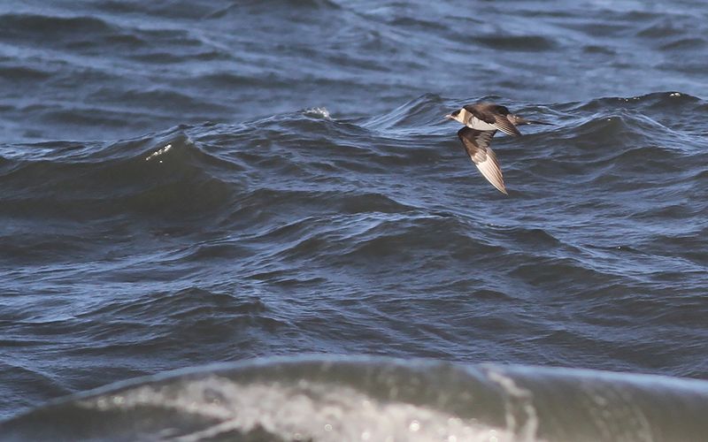 Kustlabb - Arctic Skua (Stercorarius parasiticus)