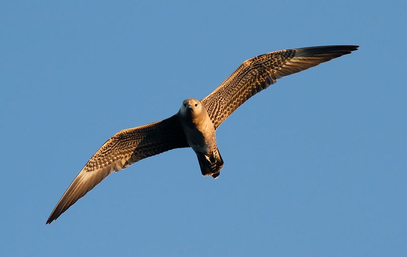 Skuas - Terns