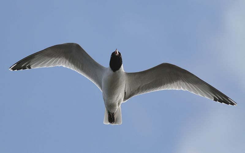 Svarthuvad ms - Mediterranean Gull (Ichthyaetus melanocephalus)