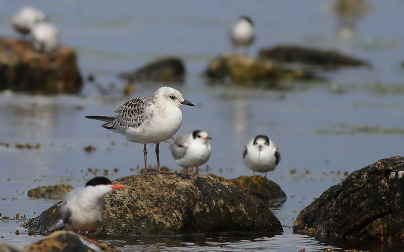 Svarthuvad ms - Mediterranean Gull (Ichthyaetus melanocephalus)