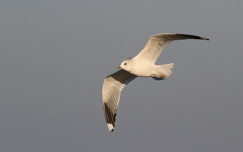 Fiskms - Common Gull (Larus canus)