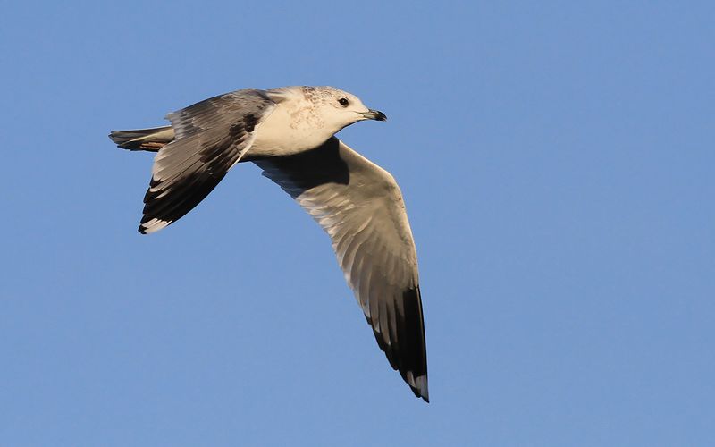 Fiskms - Common Gull (Larus canus)