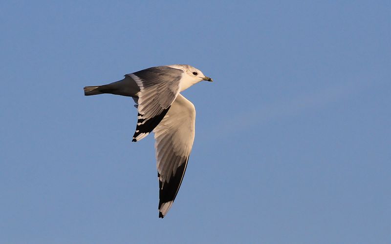 Fiskms - Common Gull (Larus canus)